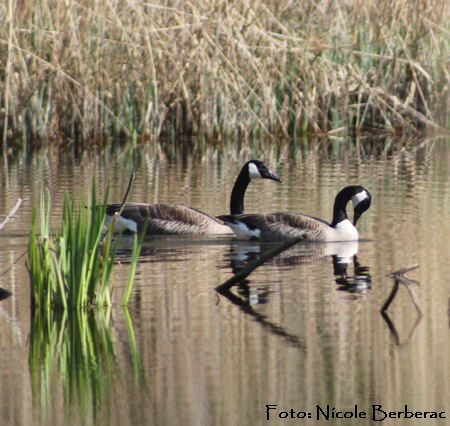 Kanadagans-(Branta canadensis) 2-AmphibienseeFH-03.04_N._450