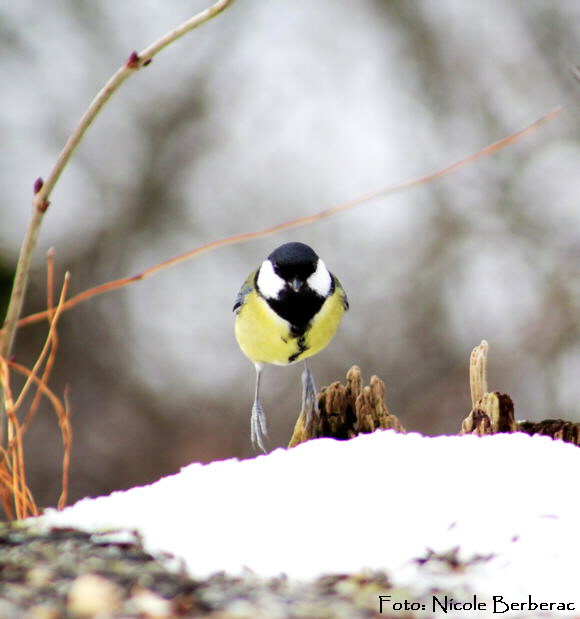 Kohlmeise (Parus major) -Biedensand-2-02.01.11_N