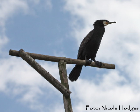 Kormoran-beim Nachdenken-ErsterGrabenHttenfeldRichtungHemsbach-17.06.09-1-N