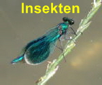 Insekten (Käfer, Libellen, Bienen... )