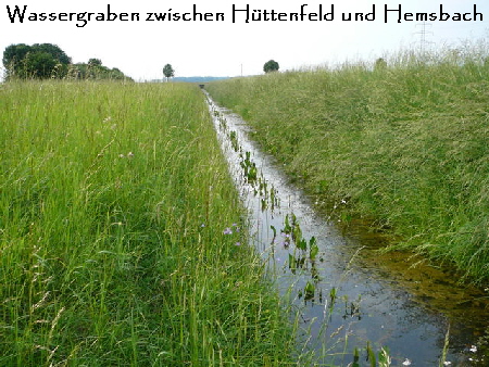 Mai 2010 Hemsbach Graben u. Kaefer 056