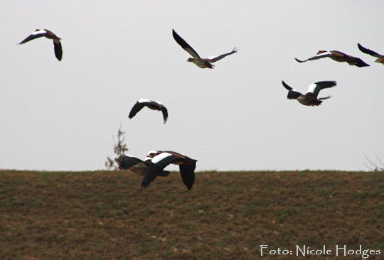 Nilgans-Januar-3- zw.Httenfeld u. Hemsbach N