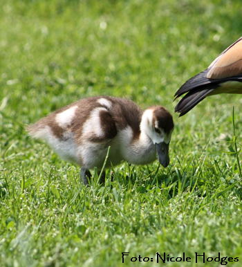 Nilgans-Kken-Mai09-Luisenpark 350-N