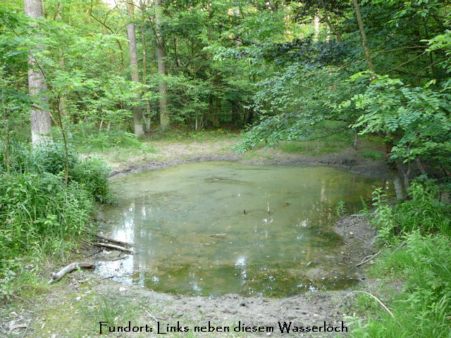 Vogel-Wicke Vicia cracca Juni 2010 Viernheimer Heide 067
