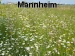 Wildblumen Juni 2007 Feudenheim 079