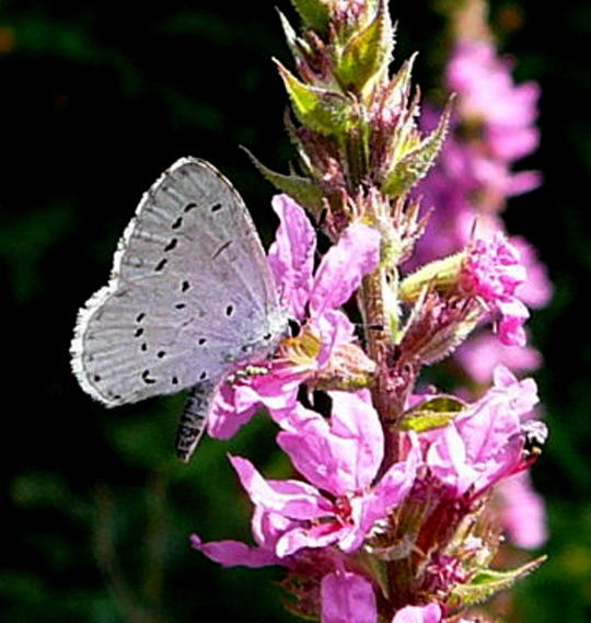 Faulbaumbluling - Celastrina argiolus