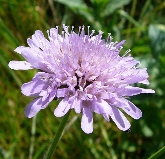 Acker-Witwenblume - Knautia arvensis
