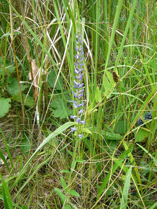 hren-Blauweiderich - Pseudolysimachium spicata