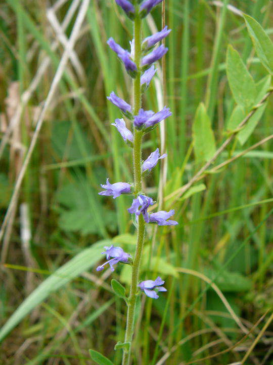 hren-Blauweiderich - Pseudolysimachium spicata