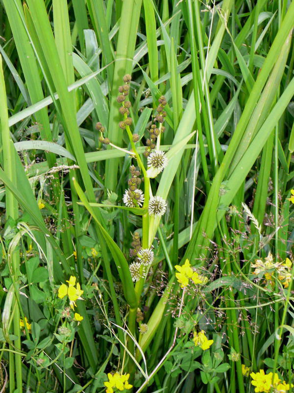 stiger Igelkolben - Sparganium erectum