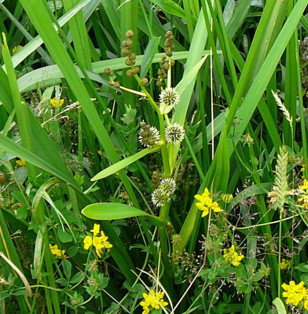 stiger Igelkolben - Sparganium erectum