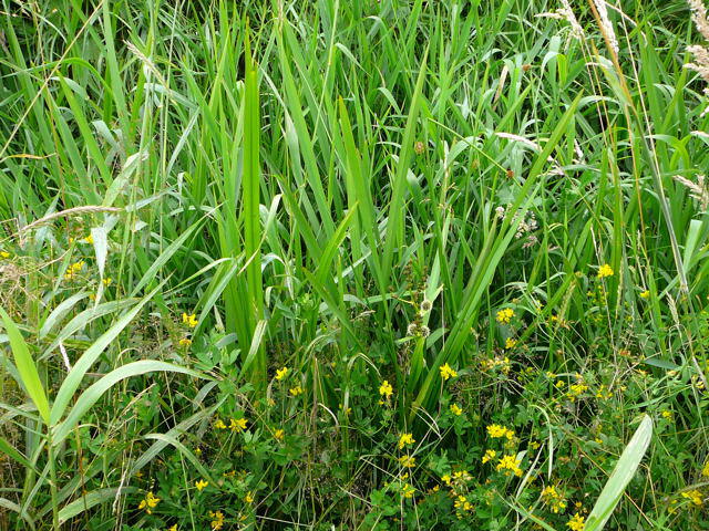 stiger Igelkolben - Sparganium erectum