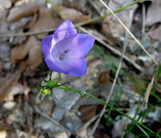 Rundblttrige Glockenblume - Campanula rotundifolia
