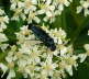 Blauschwarze Blattwespe - Arge gracilicornis 