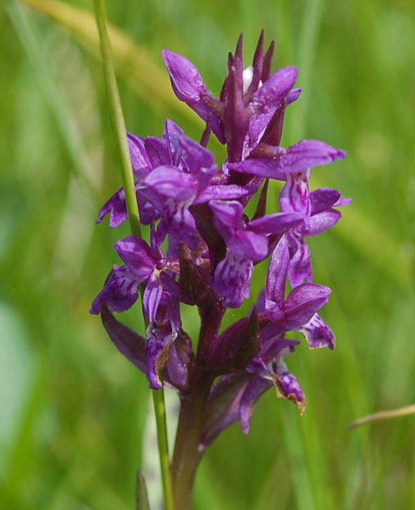 Breitblttrige Knabenkraut - Dactylorhiza majalis