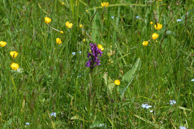 Breitblttrige Knabenkraut - Dactylorhiza majalis