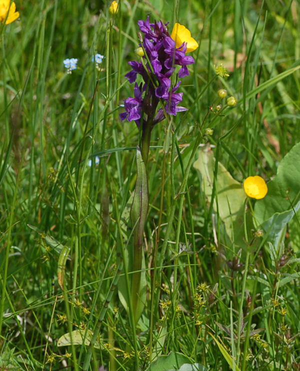Breitblttrige Knabenkraut - Dactylorhiza majalis