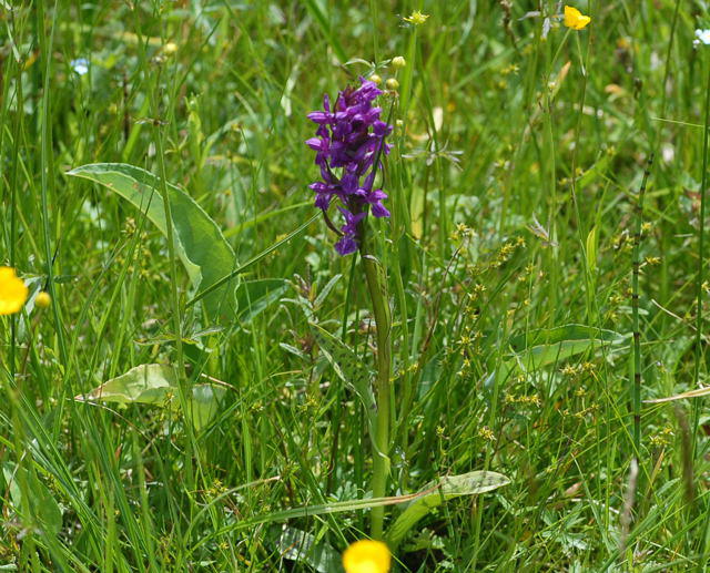 Breitblttrige Knabenkraut - Dactylorhiza majalis
