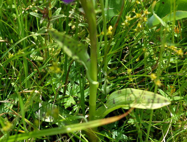 Breitblttrige Knabenkraut - Dactylorhiza majalis