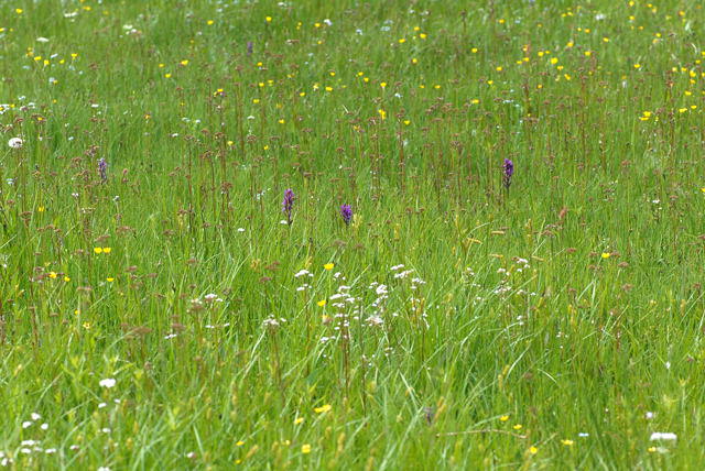 Breitblttrige Knabenkraut - Dactylorhiza majalis