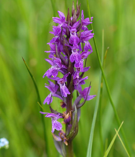 Breitblttrige Knabenkraut - Dactylorhiza majalis
