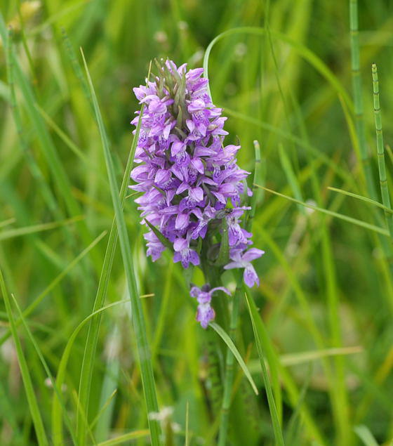 Breitblttrige Knabenkraut - Dactylorhiza majalis