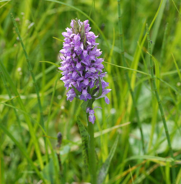 Breitblttrige Knabenkraut - Dactylorhiza majalis