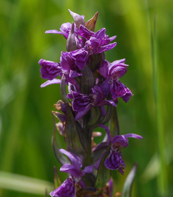 Breitblttrige Knabenkraut - Dactylorhiza majalis
