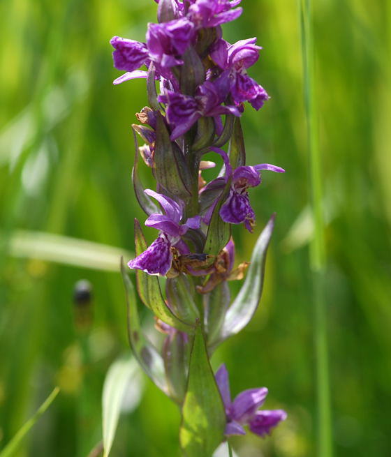 Breitblttrige Knabenkraut - Dactylorhiza majalis