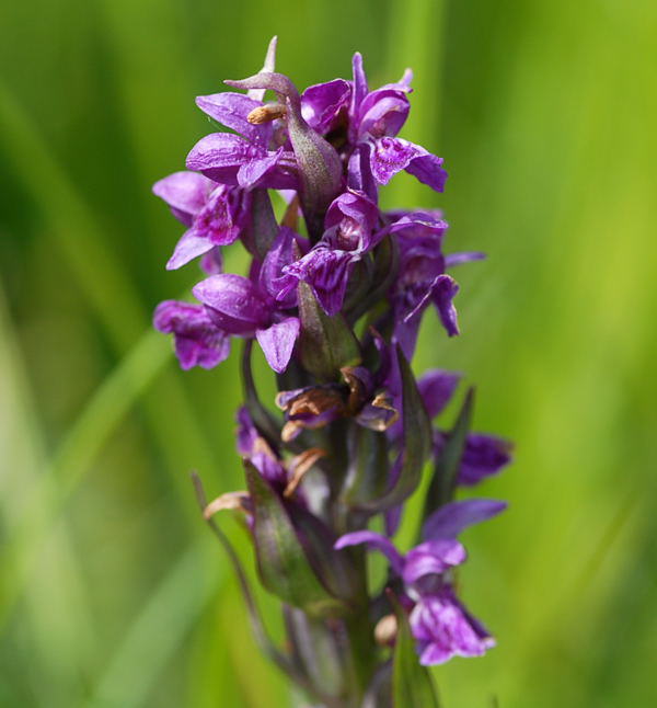 Breitblttrige Knabenkraut - Dactylorhiza majalis