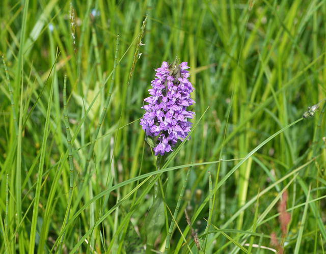 Breitblttrige Knabenkraut - Dactylorhiza majalis