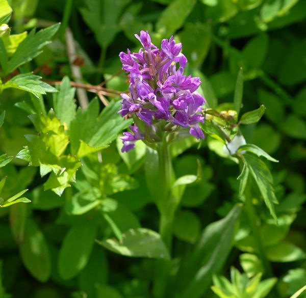 Breitblttrige Knabenkraut - Dactylorhiza majalis
