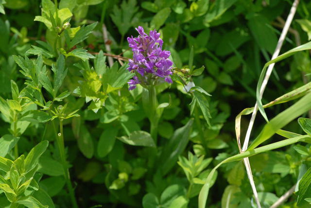 Breitblttrige Knabenkraut - Dactylorhiza majalis