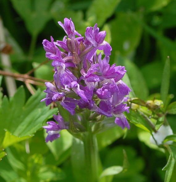 Breitblttrige Knabenkraut - Dactylorhiza majalis