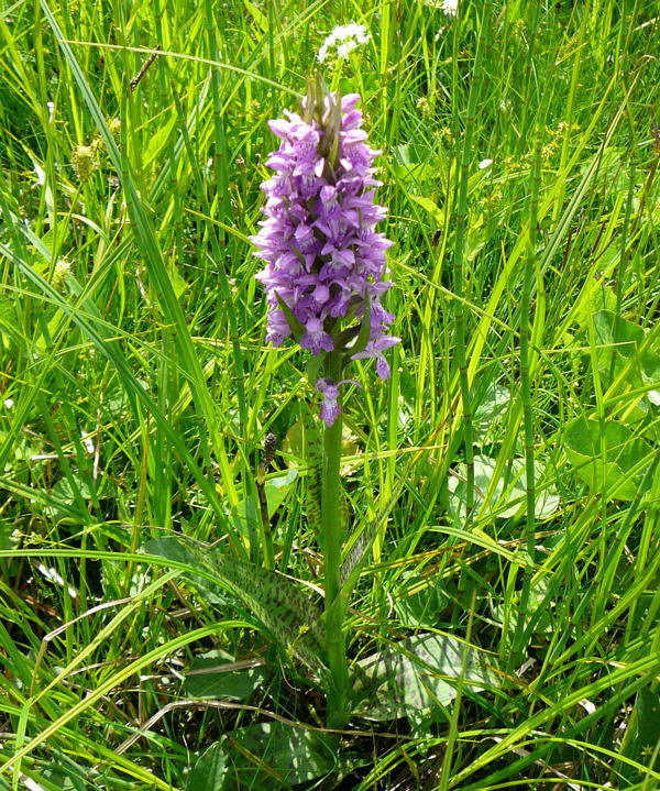 Breitblttrige Knabenkraut - Dactylorhiza majalis