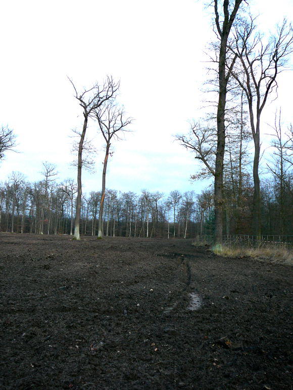Dezember 2009 Kahlschlag im FFH-Gebiet