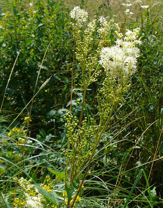 Echtes Mdes - Filipendula ulmaria