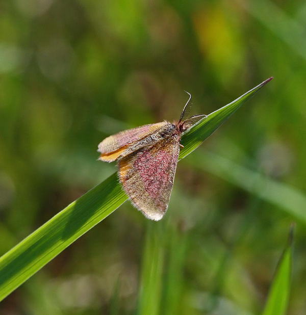 Evtl. Knterich-Purpurspanner - Lythria purpuraria cf.