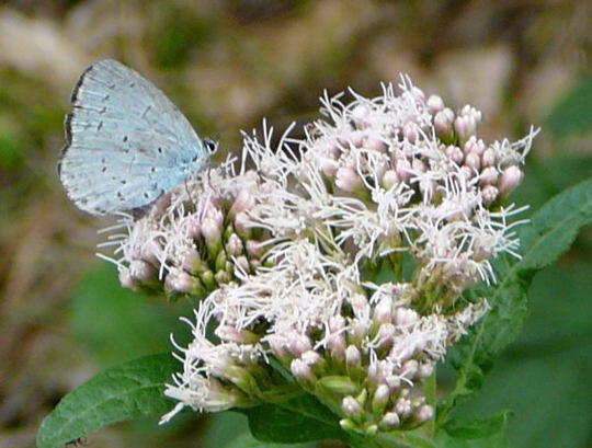 Faulbaumbluling - Celastrina argiolus