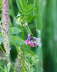 Frhe Langhornbiene - Eucera nigrescens