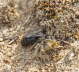 Frhlings-Seidenbiene - Colletes cunicularius