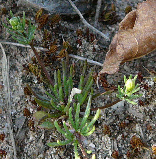 Frhlings-Spark - Spergula morisonii 