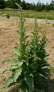 Grobltige Knigskerze - Verbascum densiflorum (thapsiforme)