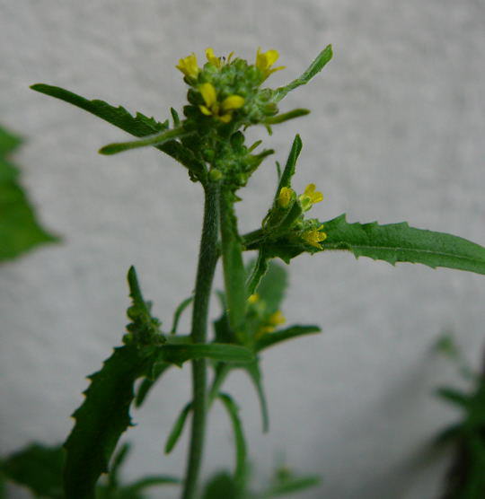 Weg-Rauke - Sisymbrium officinale