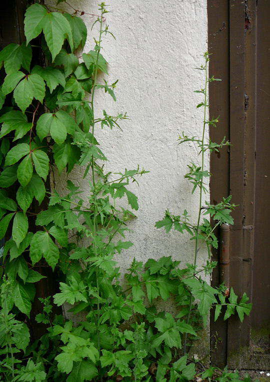 Weg-Rauke - Sisymbrium officinale