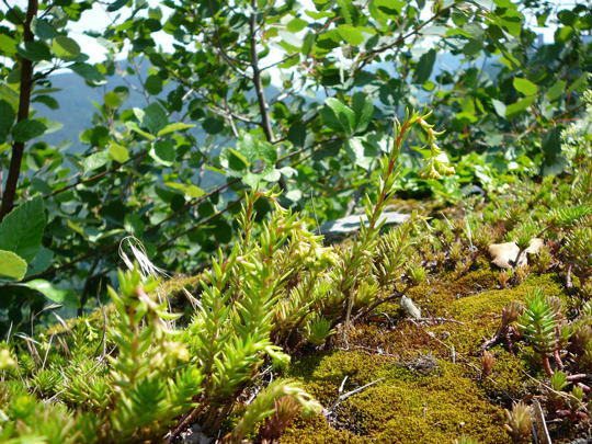 Zierliche Fetthenne - Sedum forsterianum