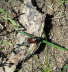 Gartenlaubkfer - Phyllopertha horticola 