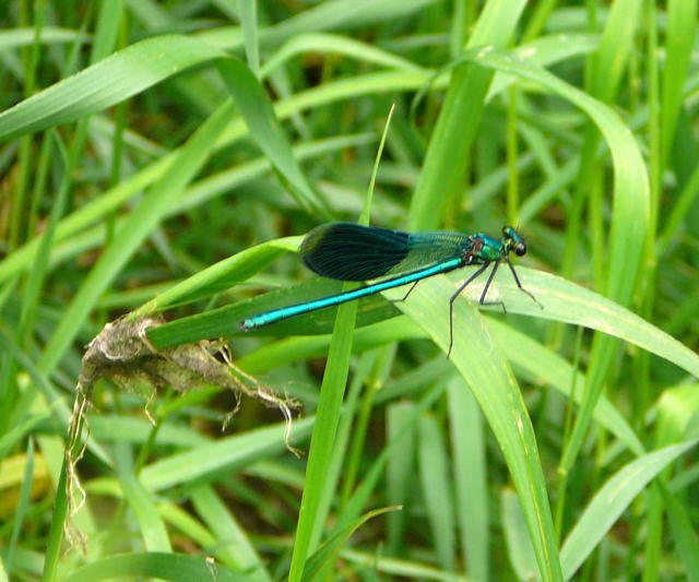 Geb�nderte Prachtlibelle - Calopteryx splendens