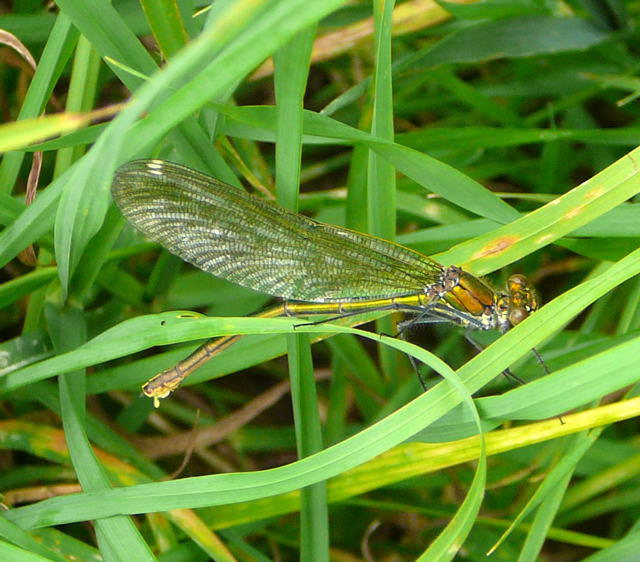 Geb�nderte Prachtlibelle - Calopteryx splendens