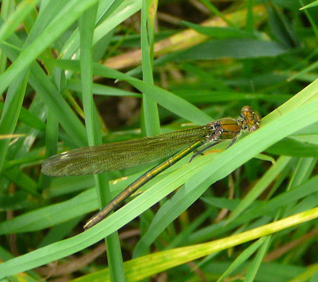Gebnderte Prachtlibelle - Calopteryx splendens